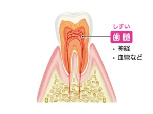 歯の構造