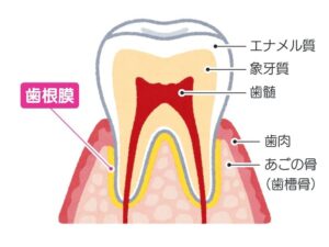 歯の構造