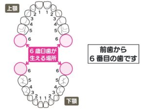 6歳臼歯の場所