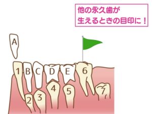 歯列形成の目印になる6歳臼歯