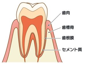 歯周組織の構造