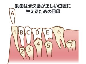 乳歯の歯並び